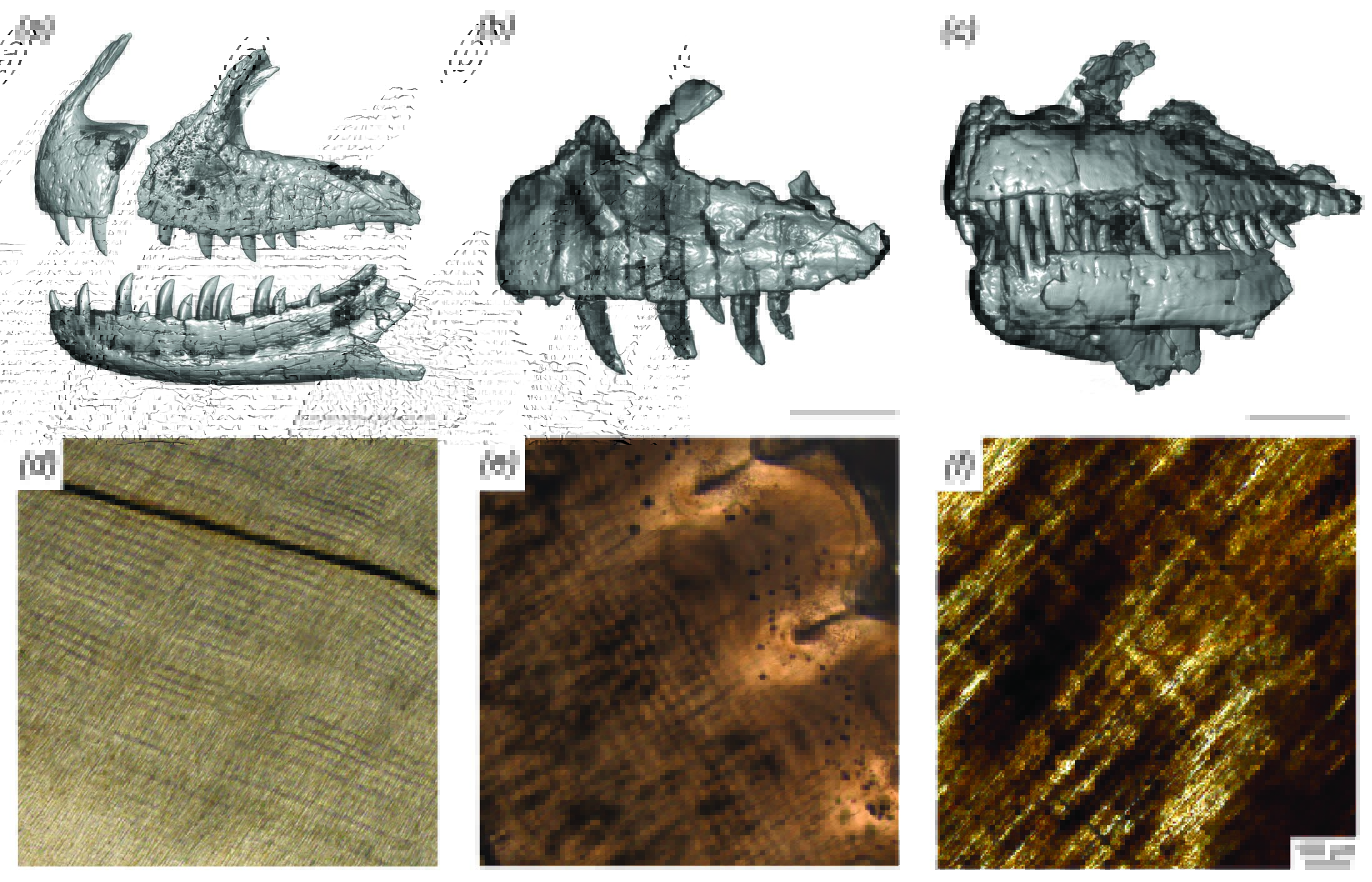 Adelphi, OHIO researchers determine dinosaur replaced teeth as fast as